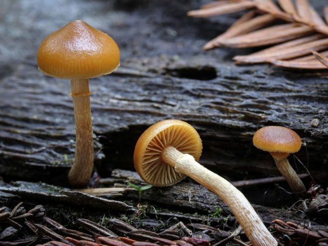 Psilocybe cubensis (Psilocybe cubinskaya, San Isidro): photo and description