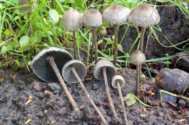 Psilocybe cubensis (Psilocybe cubinskaya, San Isidro): photo and description