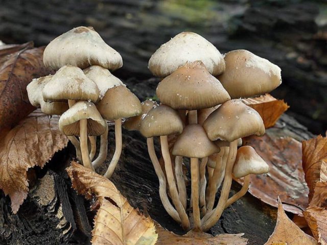 Psilocybe Czech: photo and description, effect on the body