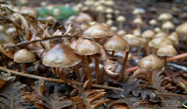 Psilocybe Czech: photo and description, effect on the body