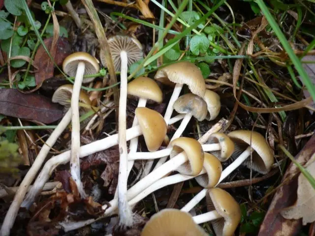 Psilocybe Czech: photo and description, effect on the body