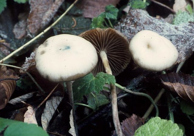 Psilocybe Czech: photo and description, effect on the body