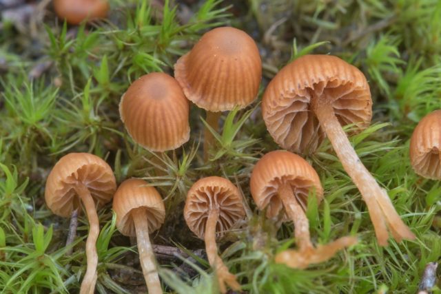 Psilocybe Czech: photo and description, effect on the body