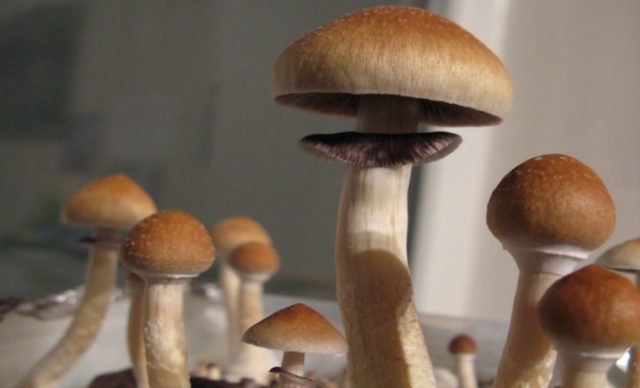 Psilocybe Czech: photo and description, effect on the body