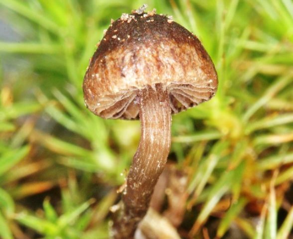 Psilocybe mountain (Psilocybe Montana): photo and description