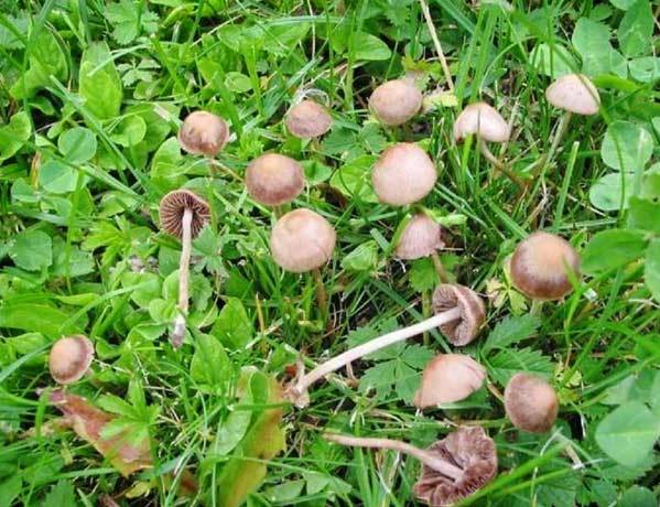 Psilocybe mountain (Psilocybe Montana): photo and description