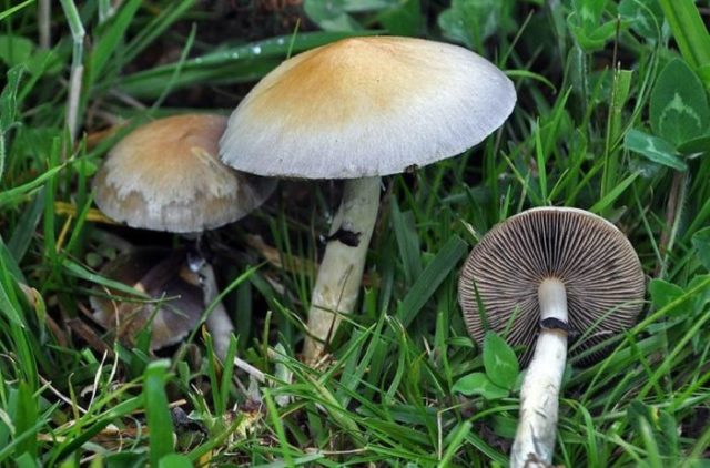 Psilocybe mountain (Psilocybe Montana): photo and description