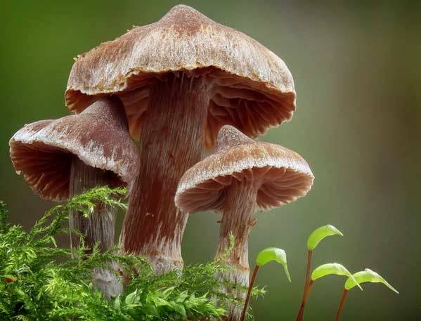 Psilocybe mountain (Psilocybe Montana): photo and description