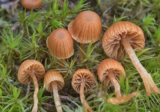 Psilocybe mountain (Psilocybe Montana): photo and description