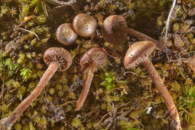 Psilocybe mountain (Psilocybe Montana): photo and description