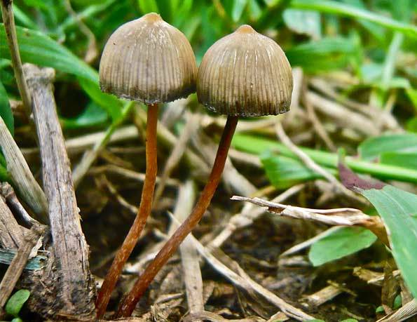 Psilocybe mountain (Psilocybe Montana): photo and description