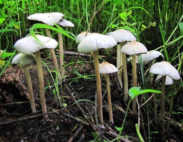 Psilocybe mountain (Psilocybe Montana): photo and description