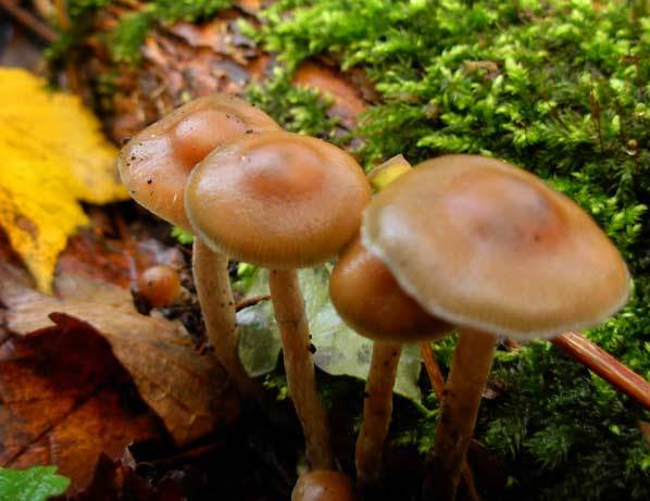 Psilocybe mountain (Psilocybe Montana): photo and description