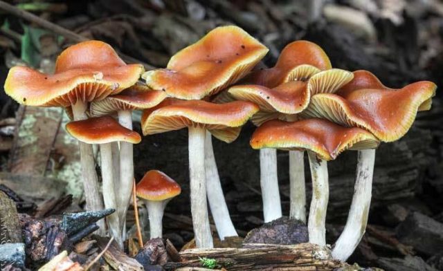 Psilocybe mountain (Psilocybe Montana): photo and description