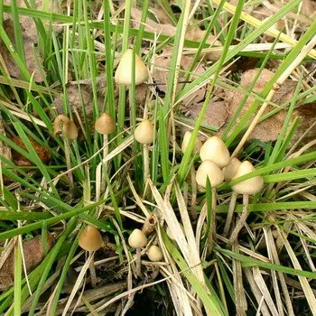 Psilocybe semi-lanceolate: photo of the mushroom and where to find it