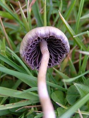 Psilocybe semi-lanceolate: photo of the mushroom and where to find it