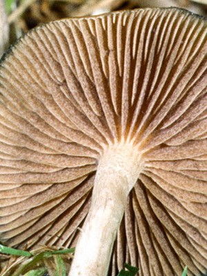 Psilocybe semi-lanceolate: photo of the mushroom and where to find it