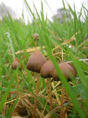 Psilocybe semi-lanceolate: photo of the mushroom and where to find it