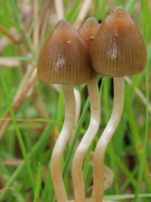 Psilocybe semi-lanceolate: photo of the mushroom and where to find it