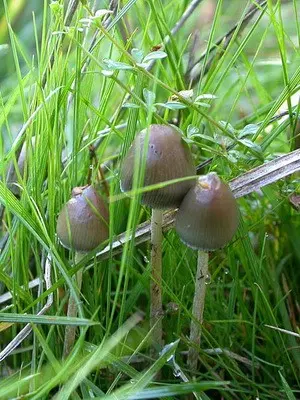 Psilocybe semi-lanceolate: photo of the mushroom and where to find it