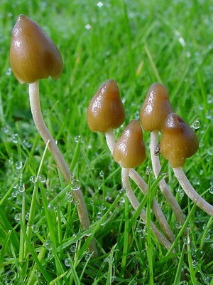 Psilocybe semi-lanceolate: photo of the mushroom and where to find it