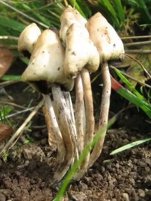 Psilocybe semi-lanceolate: photo of the mushroom and where to find it