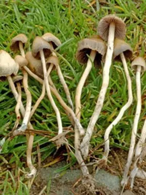 Psilocybe semi-lanceolate: photo of the mushroom and where to find it