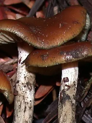 Psilocybe semi-lanceolate: photo of the mushroom and where to find it