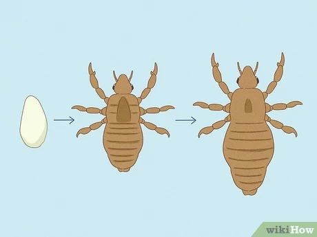 Pubic lice &#8211; types, causes, symptoms. How to treat pubic lice?