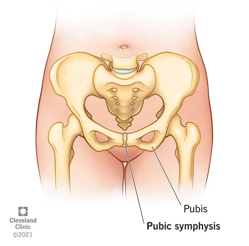 Pubic symphysis &#8211; causes, symptoms, treatment