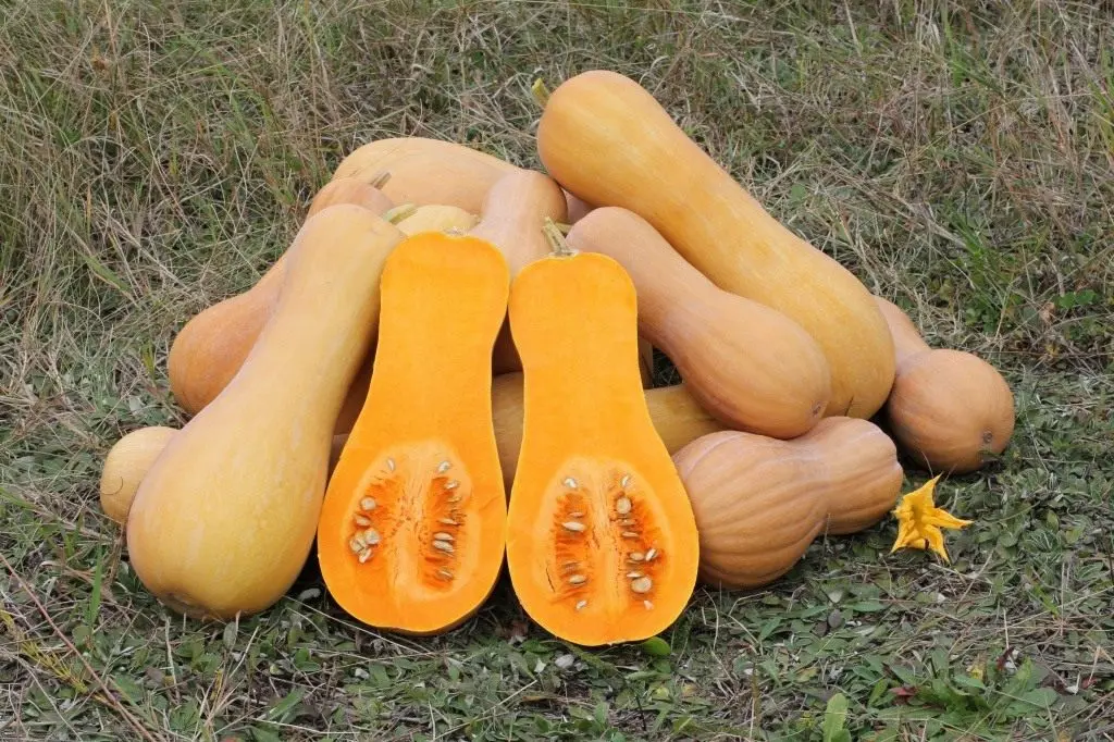 Pumpkin Butternut: yield, useful properties and consumer qualities of fruits + features of planting and growing