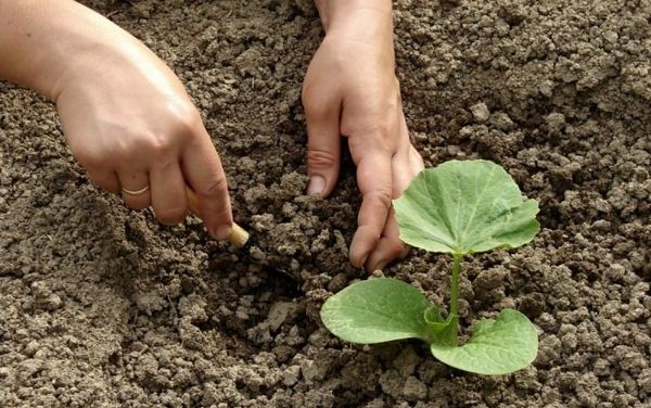 Pumpkin Butternut: yield, useful properties and consumer qualities of fruits + features of planting and growing