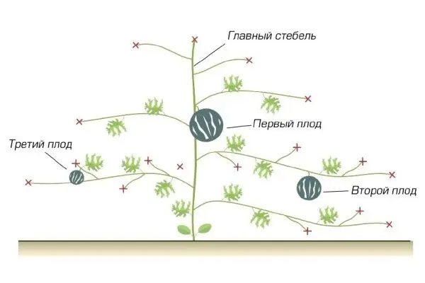 Pumpkin Butternut: yield, useful properties and consumer qualities of fruits + features of planting and growing