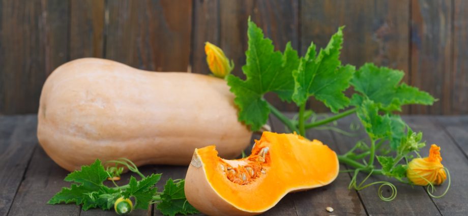 Pumpkin Butternut: yield, useful properties and consumer qualities of fruits + features of planting and growing