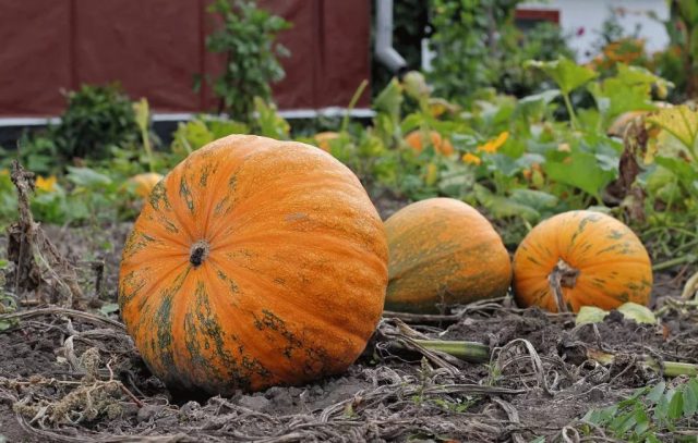 Pumpkin: cultivation and care in the open field