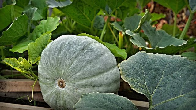 Pumpkin: cultivation and care in the open field