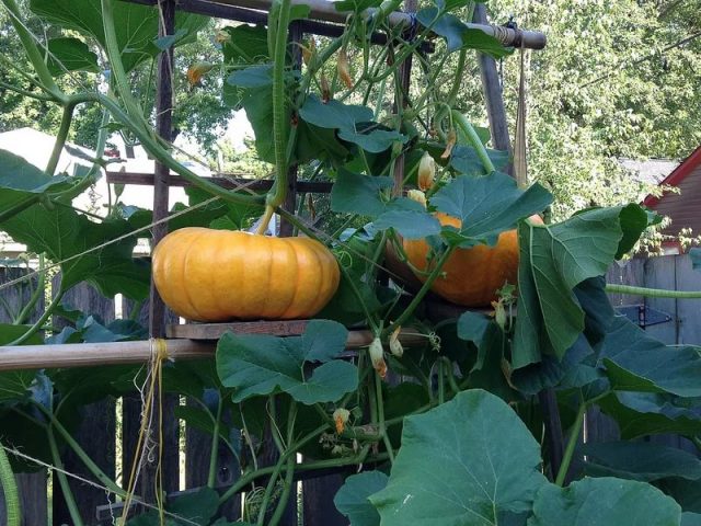 Pumpkin: cultivation and care in the open field