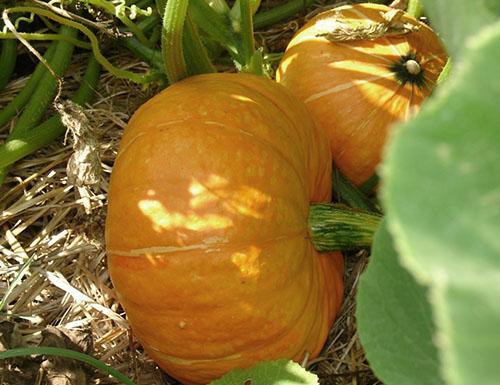 Pumpkin: cultivation and care in the open field