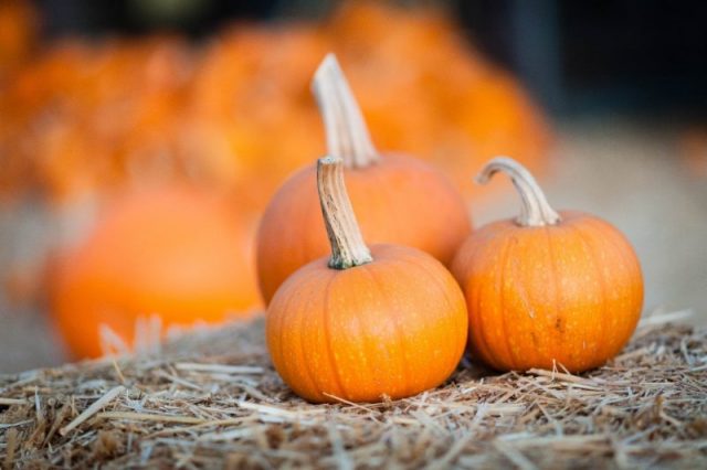 Pumpkin diet for weight loss and body cleansing