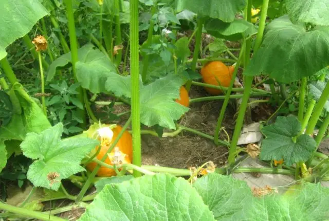 Pumpkin Hokkaido, Isshiki Kuri Hokkaido F1: Description