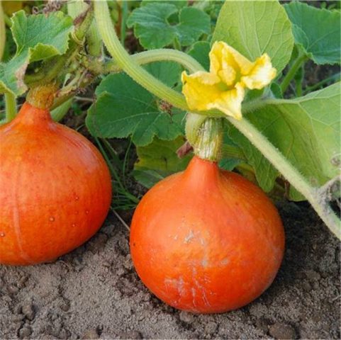 Pumpkin Hokkaido, Isshiki Kuri Hokkaido F1: Description