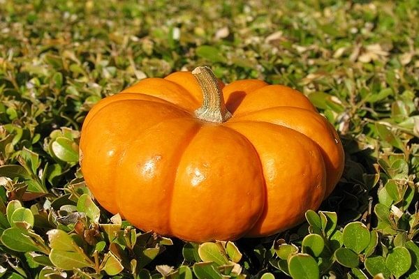 Pumpkin Honey Dessert: reviews, photos, yield