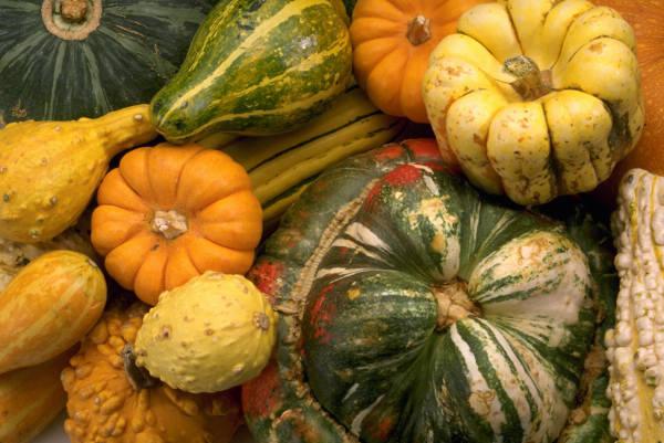 Pumpkin in the country: methods and conditions for planting, proper care