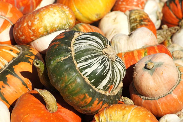 Pumpkin in the country: methods and conditions for planting, proper care