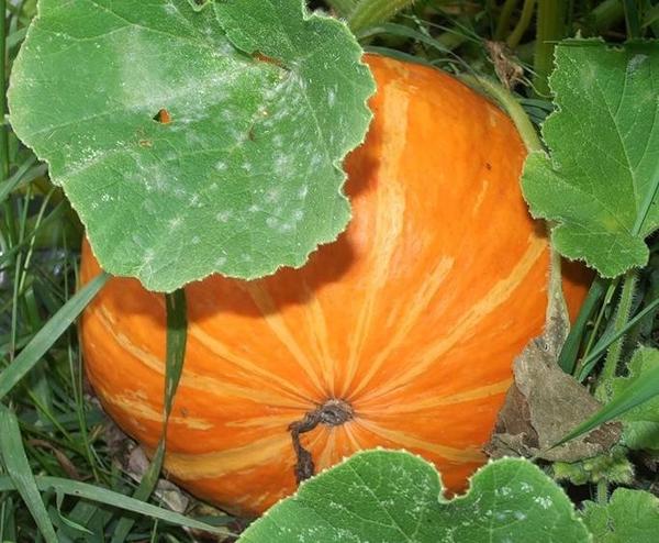 Pumpkin in the country: methods and conditions for planting, proper care