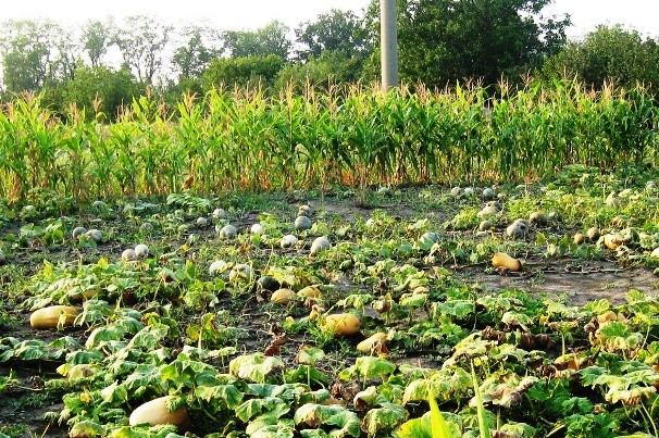 Pumpkin in the country: methods and conditions for planting, proper care