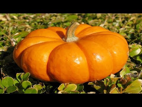 Pumpkin in the country: methods and conditions for planting, proper care