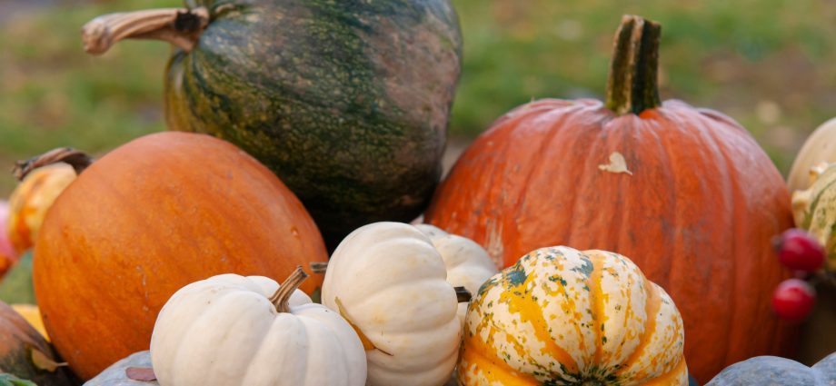 Pumpkin in the country: methods and conditions for planting, proper care