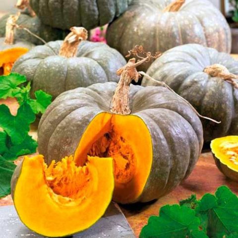 Pumpkin Medicinal: cultivation and care