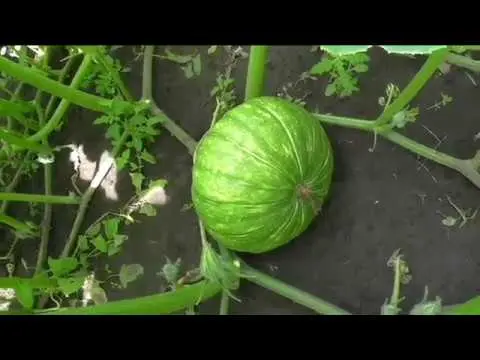 Pumpkin Medicinal: cultivation and care